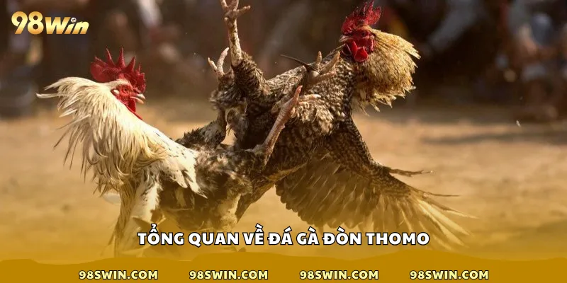 Tổng quan về đá gà đòn Thomo